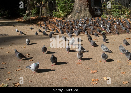 Tauben im Park. Russell Square, Bloomsbury, Camden, London, England Stockfoto