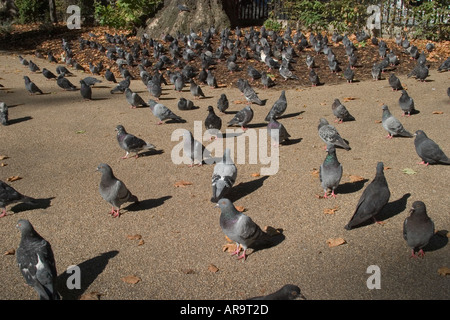 Tauben im Park. Russell Square, Bloomsbury, Camden, London, England Stockfoto