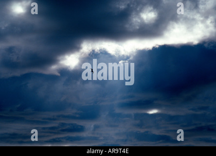 Während des Fluges unter bedrohlichen Gewitterwolken Möve Stockfoto