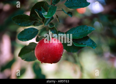 Einzelne reifen roten Apfel hängen Ast nach Regen Stockfoto