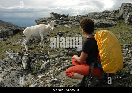 Dall Schaf Ovis Dalli nähert sich Wanderer auf Primrose Ridge Denali Nationalpark, Alaska Stockfoto
