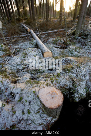 Gefällt und geschnitten Fichtenstamm ( picea abies , Tanne ) im finnischen Taiga Wald in Finnland Stockfoto
