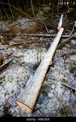 Gehällte und geschnittene Fichte ( picea abies) im finnischen Taiga-Wald, Finnland Stockfoto