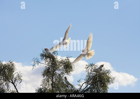 Australische Long-billed Corella im Flug Stockfoto