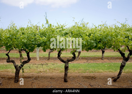 Australischer Wein Stockfoto