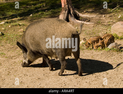 Ein Wildschwein und mehrere Ferkel im Parc Omega in Montebello, Quebec Kanada Stockfoto