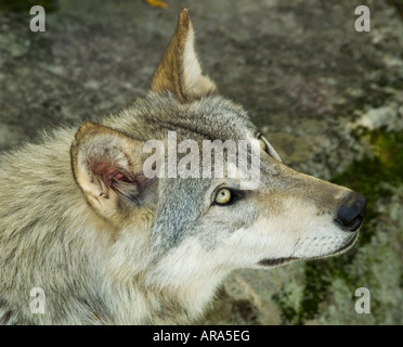 Nahaufnahme eines Wolfes im Parc Omega in Montebello, Quebec Kanada Stockfoto