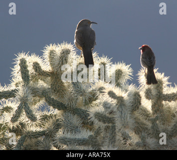 Haus Fink gebogen abgerechnet Thrasher silhouette Stockfoto