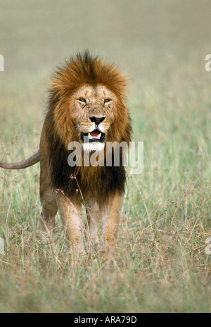 Männlicher Löwe zu Fuß in Richtung Kamera Masai Mara Nationalpark Stockfoto