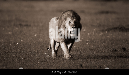 Männlicher Löwe zu Fuß in Richtung Kamera Masai Mara Nationalpark Kenia Stockfoto