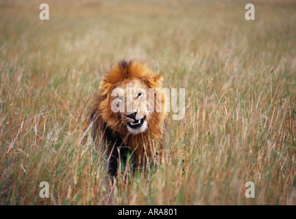 Männliche Löwen Masai Mara Nationalpark Kenia Stockfoto