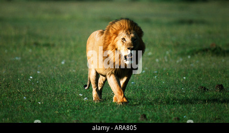 Männlicher Löwe zu Fuß in Richtung Kamera Masai Mara Nationalpark Kenia Stockfoto