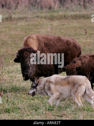 Grauer Wolf Bison Wolf park indiana Stockfoto