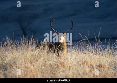 Wilden Rotwild Hirsch unter hoar mattierte Rasen in der schottischen Landschaft Stockfoto
