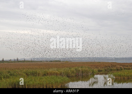 Star Sturnus Vulgaris, Stare, Schwarm, Schwärme, Vogelschwarm, Schwarm, Flug Stockfoto