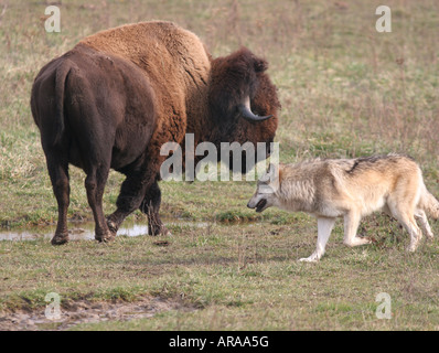 Grauer Wolf Bison Wolf park indiana Stockfoto