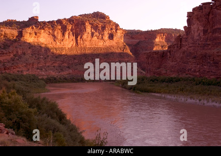 Der braune Colorado River fließt durch einen tiefen, roten Felsschlucht, gesäumt von grünen Bäumen in der Nähe von Moab, Utah. Stockfoto