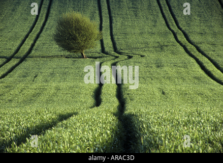 Linien durch die Räder eines Traktors in einem Weizenfeld in June Trexford Sussex Stockfoto