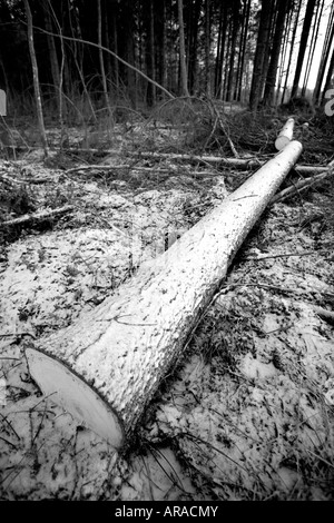 Schwarz-weißes Bild einer gefällten und geschnittenen Fichte (picea abies) Log in Taiga Wald, Finnland Stockfoto