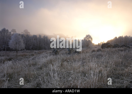 Raureif bedeckt Tress in scotaland Stockfoto