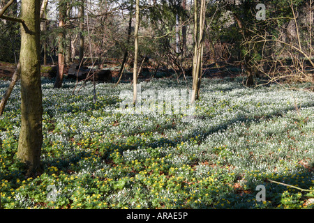 Schneeglöckchen und Aconites im Wald. Stockfoto