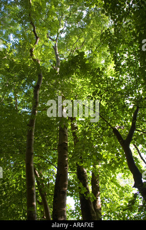 Blätter und Zweige in gemischten Hartholz Baumkronen einschließlich Buche Bäume in der Nähe von Dollgellau Nord Wales UK Stockfoto