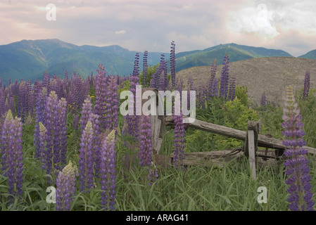 Bereich der Lupinen in den White Mountains in New Hampshire Stockfoto
