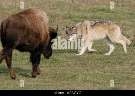 Grauer Wolf-Bison-Büffel-Wolf park indiana Stockfoto