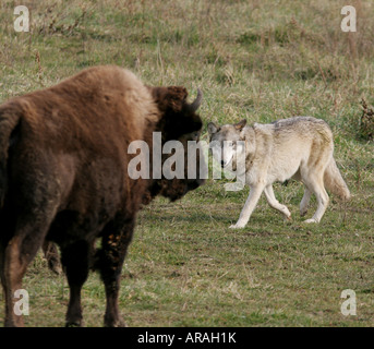 Grauer Wolf Bison Wolf Park Indiana Stockfoto