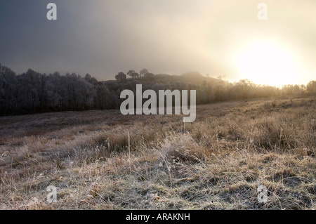 Raureif bedeckt Tress in scotaland Stockfoto