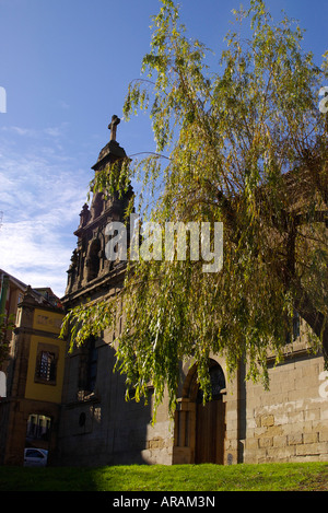 weinende Weide neben der Santa Clara Kirche Stockfoto