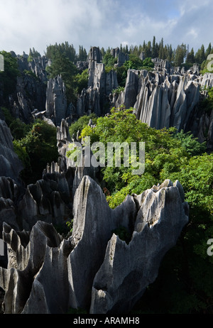 Durch Wasser erodiert über Millionen von Jahren bilden hoch aufragenden Limesone Karstformationen Stein Wald Shilin Provinz Yunnan China Stockfoto