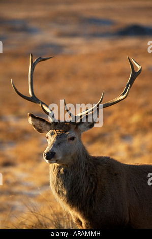 Wilden Rotwild Hirsch in den schottischen Highlands Stockfoto