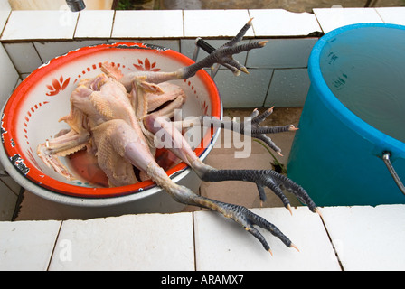 Frisch gepflückten Hühner erwarten Abendessen Vorbereitungen Azhuodi Dorf Shilin County Yunnan China Stockfoto