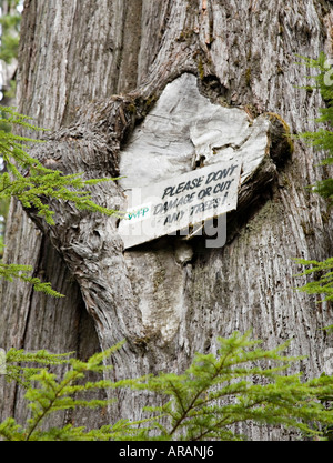 Western Forest Products Warnzeichen nicht zu schneiden oder zu beschädigen Bäume Marble River Vancouver Insel, Kanada Stockfoto