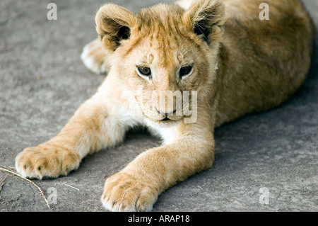 Löwenjunges spielt in der Abendsonne auf der Masai Mara Savanne, Kenia, Ostafrika. Stockfoto