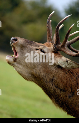 Ein einzelnes Rotwild Hirsch brüllen während der jährlichen Brunft Stockfoto