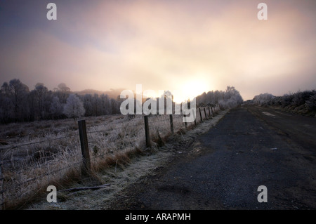 Raureif bedeckt Tress in scotaland Stockfoto