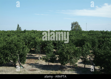 Orange, Zitrone, Zitrusfrüchte, Obst, Haine, Plantage, Bauernhof, wachsen, Stockfoto