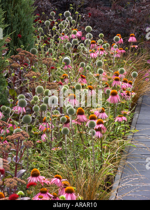 Blume zeigen Echinacea Kims Knee High Sedum lila Kaiser Stockfoto