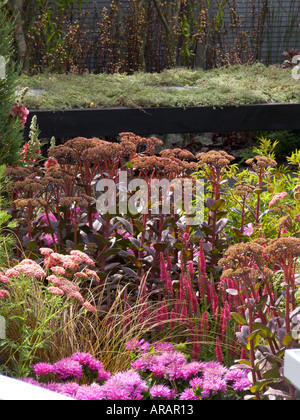 Sedum Bertram Anderson wächst in den Reaseheath Garten an Tatton Blume zeigen SEdum lila Kaiser Stockfoto