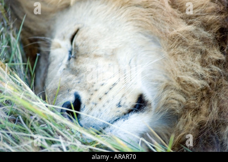 Der Löwe Panthera Leo, Simba, schläft in der Nachmittagssonne auf der Masai Mara Savanne, Kenia, Ostafrika. Stockfoto