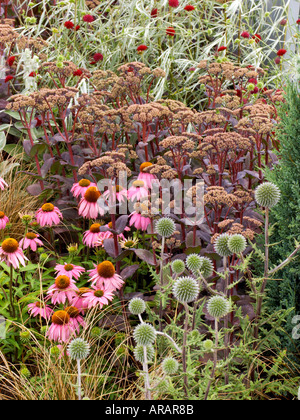 Blume zeigen Echinacea Kims Knee High Sedum lila Kaiser Stockfoto