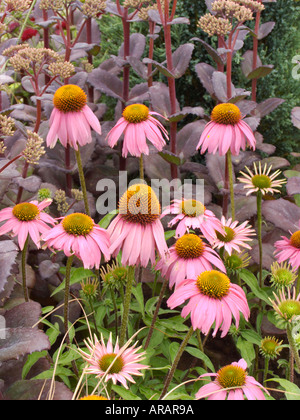 Tatton Flower Show Echinacea Kims Knee High Sedum lila Kaiser Stockfoto