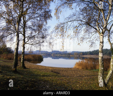 Frensham Teiche. Saure Heide-Teich in Ruhe am frühen Morgen herbstliche Atmosphäre Surrey England Stockfoto