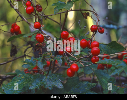 Weiße oder rote Zaunrübe Bryonia Dioica auf Feld Ahorn giftig Surrey England Stockfoto