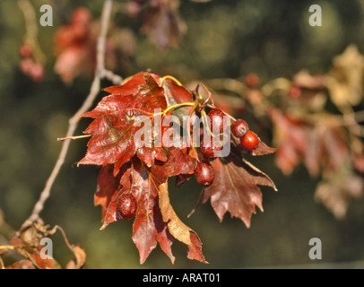 Elsbeere. Beeren & verlässt Stockfoto