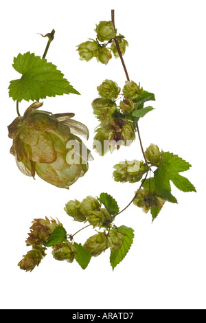 Hop-Ausschnitt-Verbund. Weibliche Pflanze Ansammlung von fruchttragenden Köpfe auf Rebe Makro des Kopfes Surrey England September Stockfoto