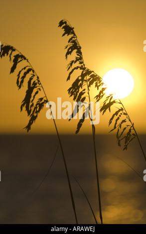 Sehafer Silhouette durch die untergehende Sonne über dem Golf von Mexiko, Cayo Costa State Park, Florida Stockfoto