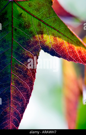 Liquidambar Styraciflua. Blatt der Amberbaum Baum Farbwechsel im Herbst zündeten Arboretum. Gloucestershire. UK Stockfoto